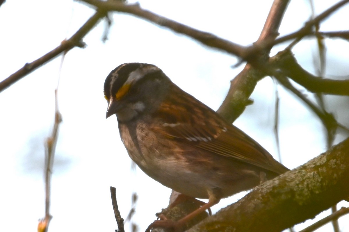White-throated Sparrow - Gil Aburto-Avila