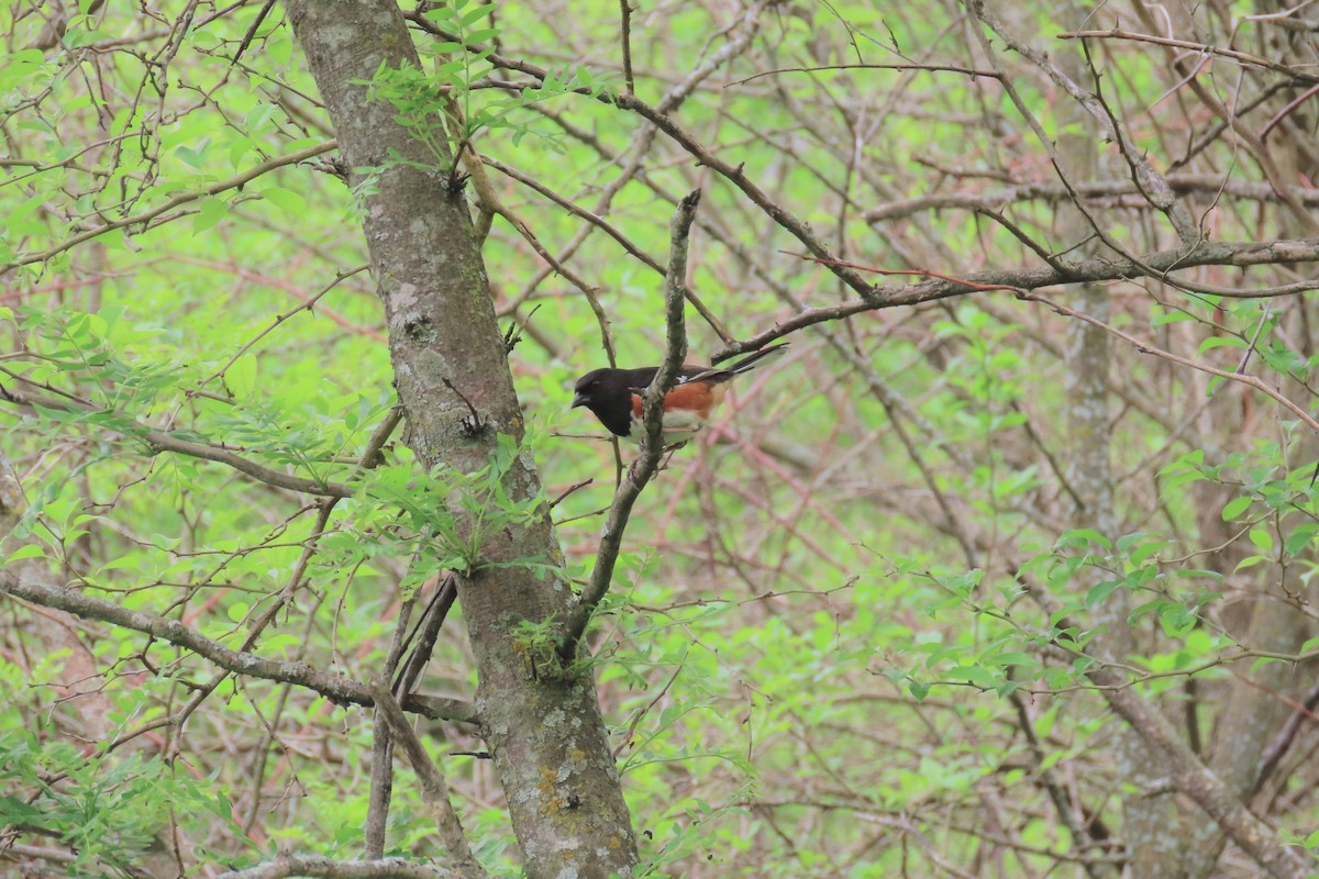 Eastern Towhee - ML618682432