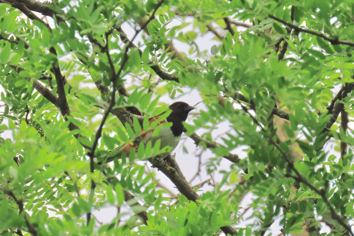 Eastern Towhee - ML618682433