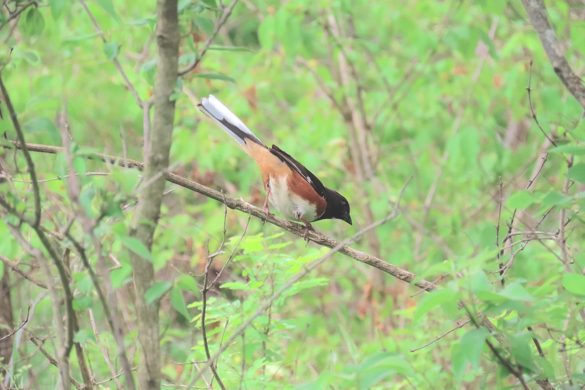 Eastern Towhee - Terry Swope