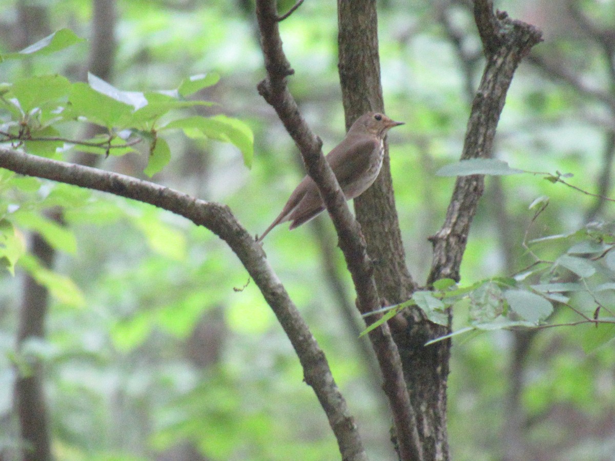 Swainson's Thrush - ML618682451
