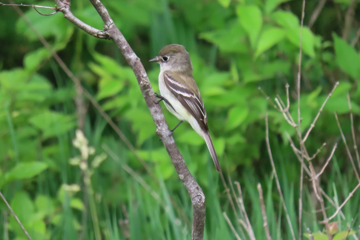 Least Flycatcher - ML618682459