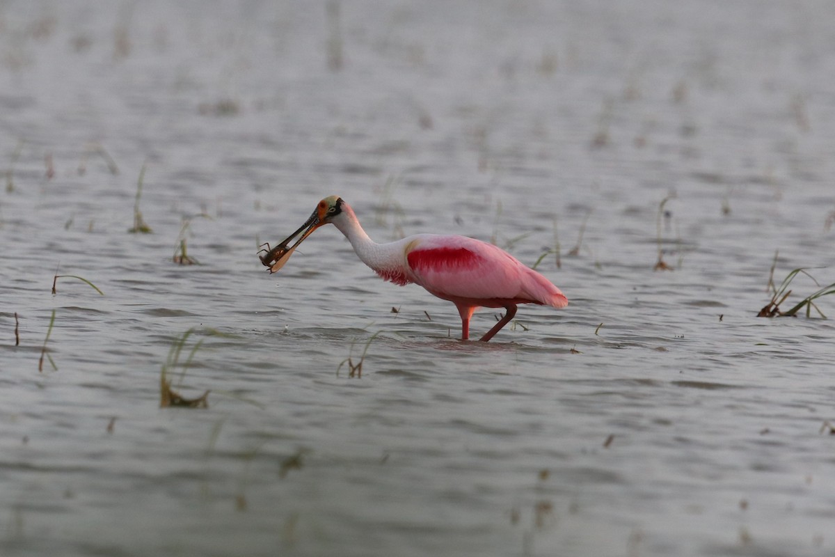 Roseate Spoonbill - Matt Conn