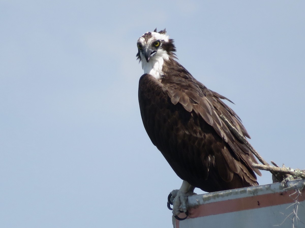 Osprey - karl  schmidt