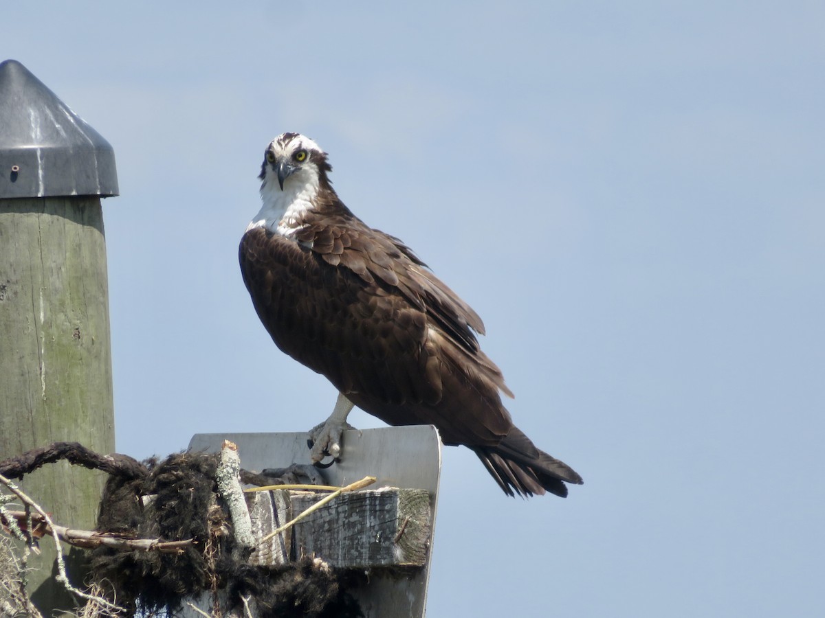 Osprey - karl  schmidt