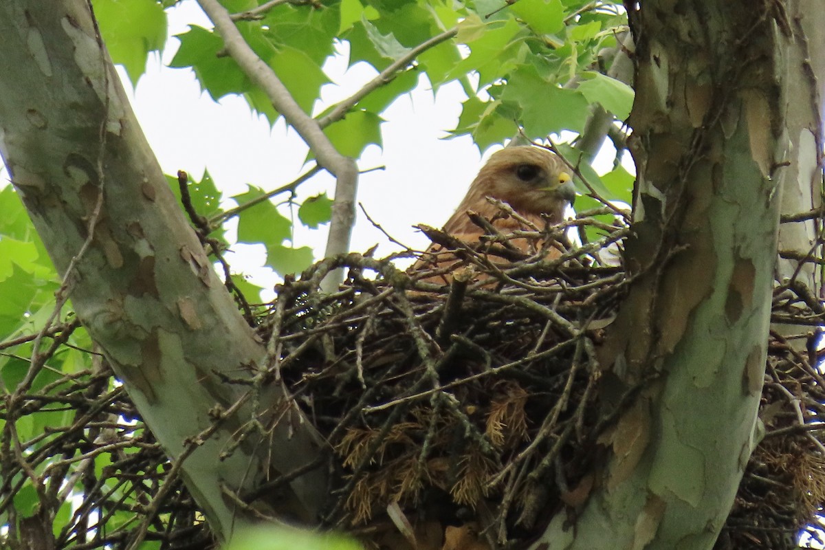 Red-shouldered Hawk - ML618682474