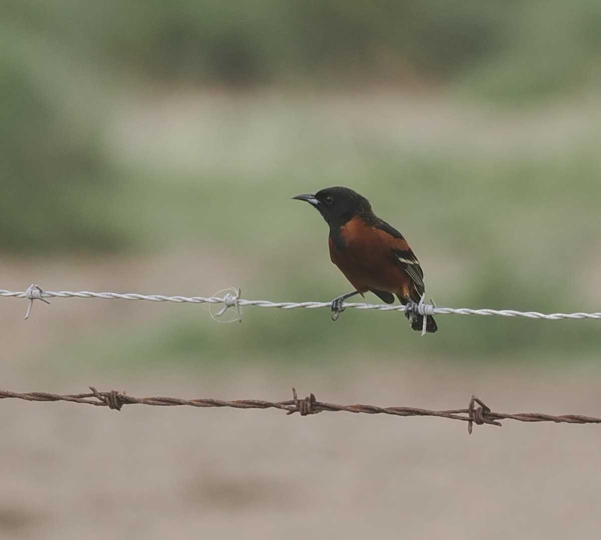 Orchard Oriole - ML618682490