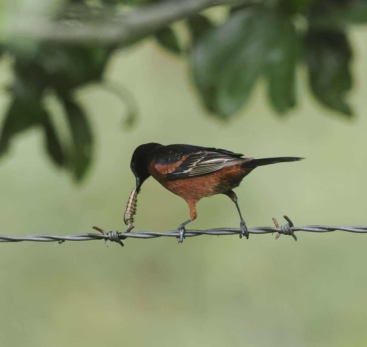 Orchard Oriole - ML618682493