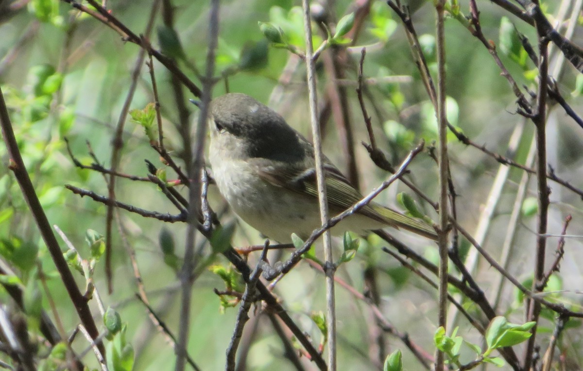 Ruby-crowned Kinglet - Claire Weiser