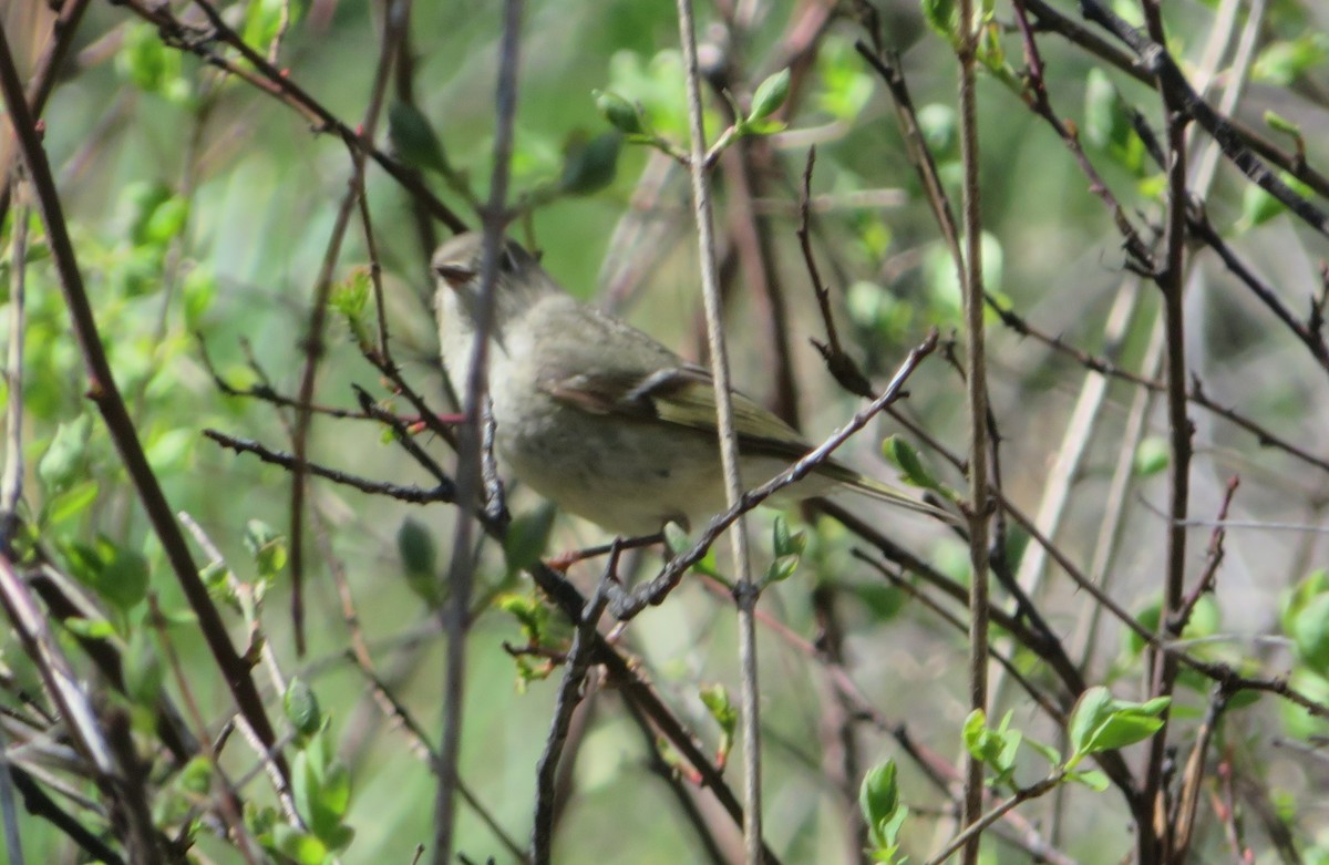 Ruby-crowned Kinglet - Claire Weiser