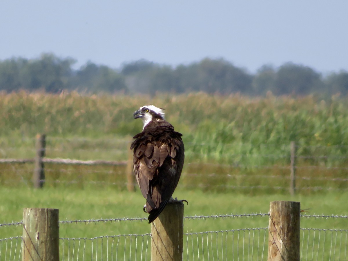 Osprey - ML618682527