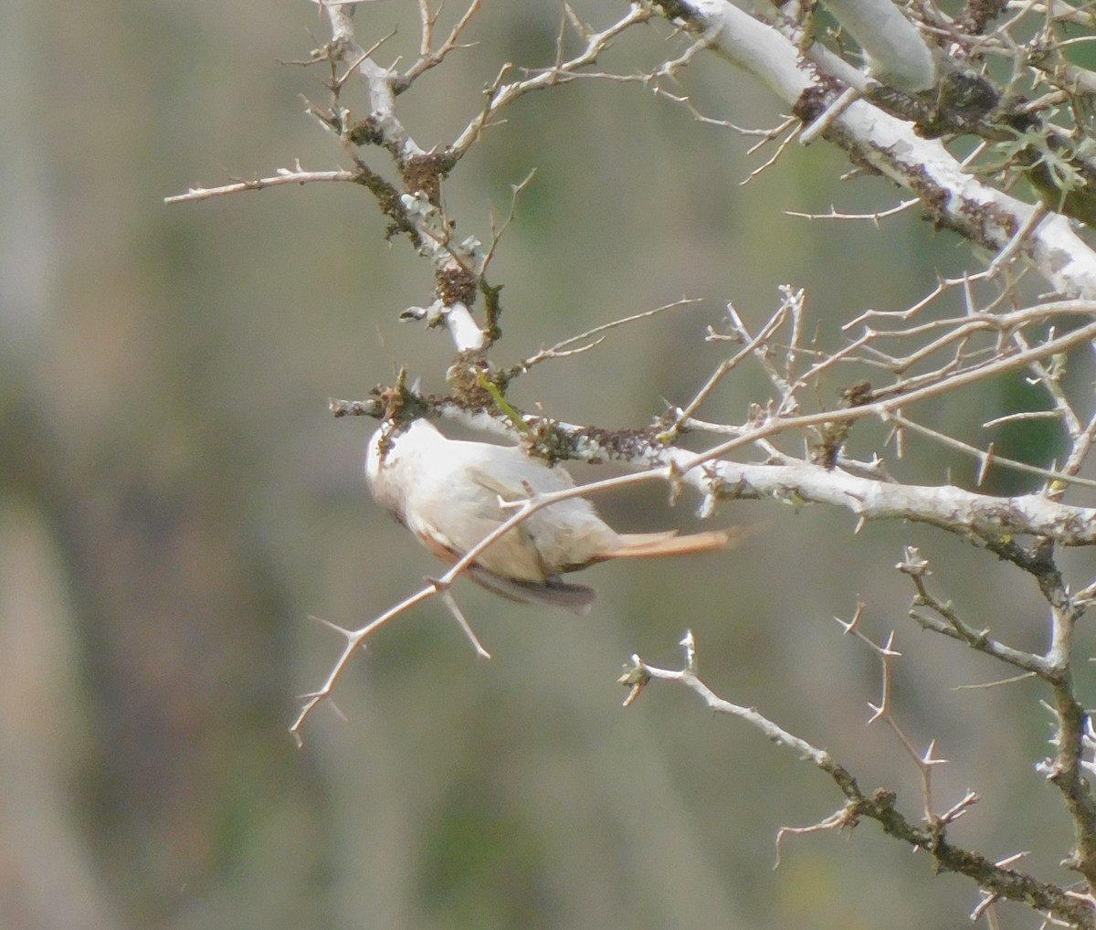 Stripe-crowned Spinetail - ML618682529