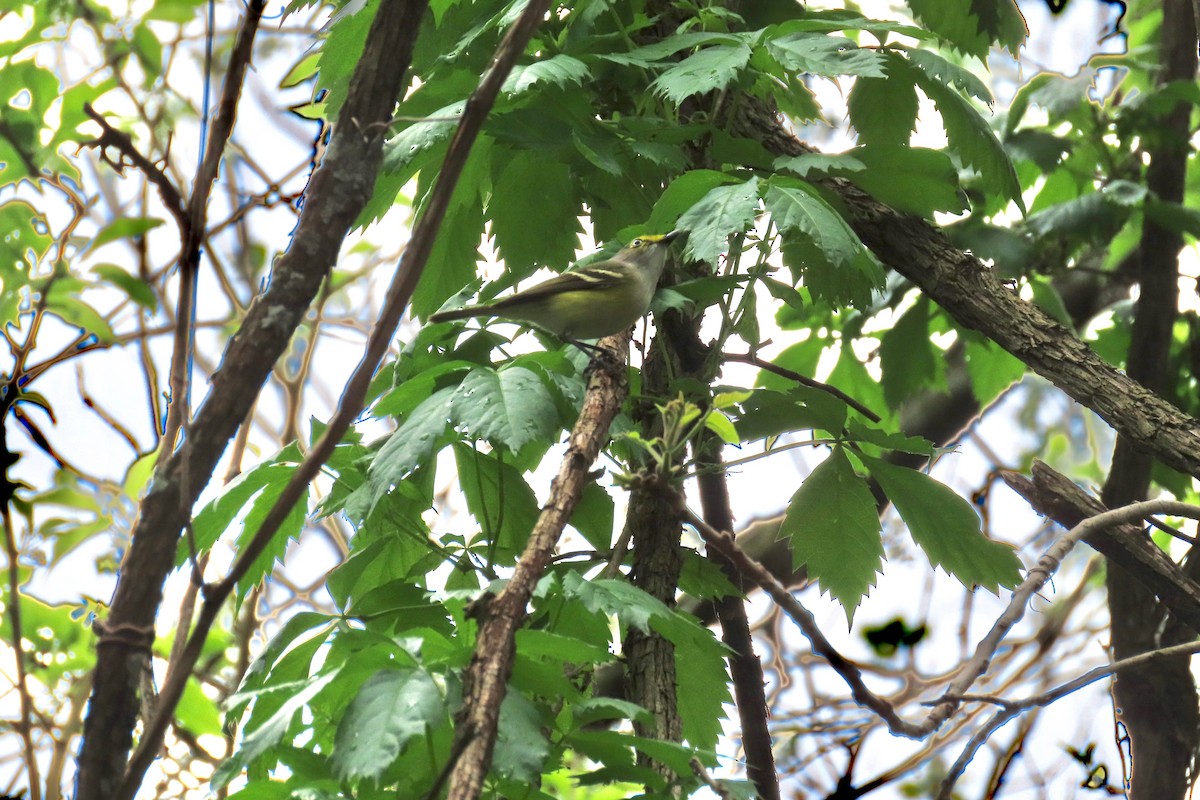 Vireo Ojiblanco - ML618682577