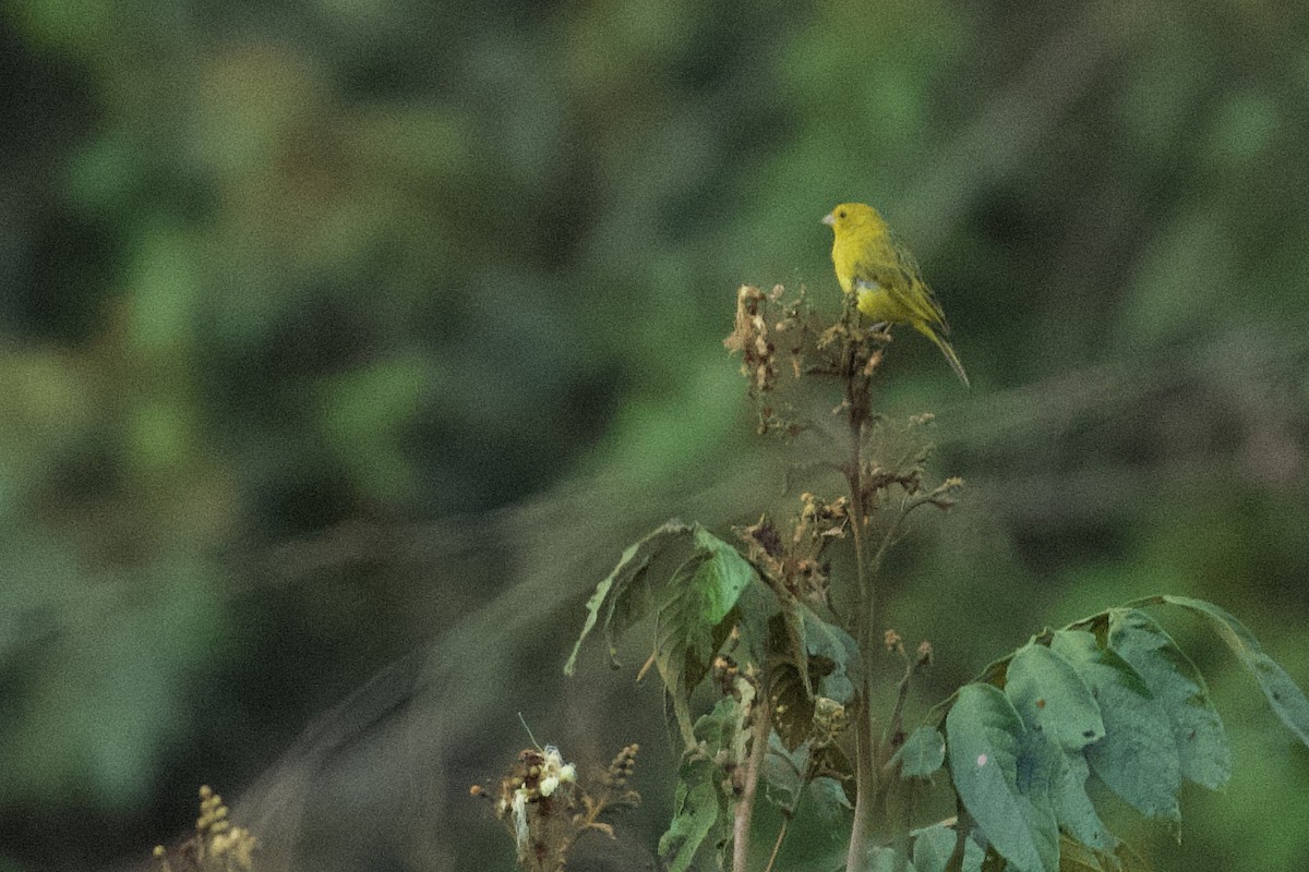 Saffron Finch - ML618682591