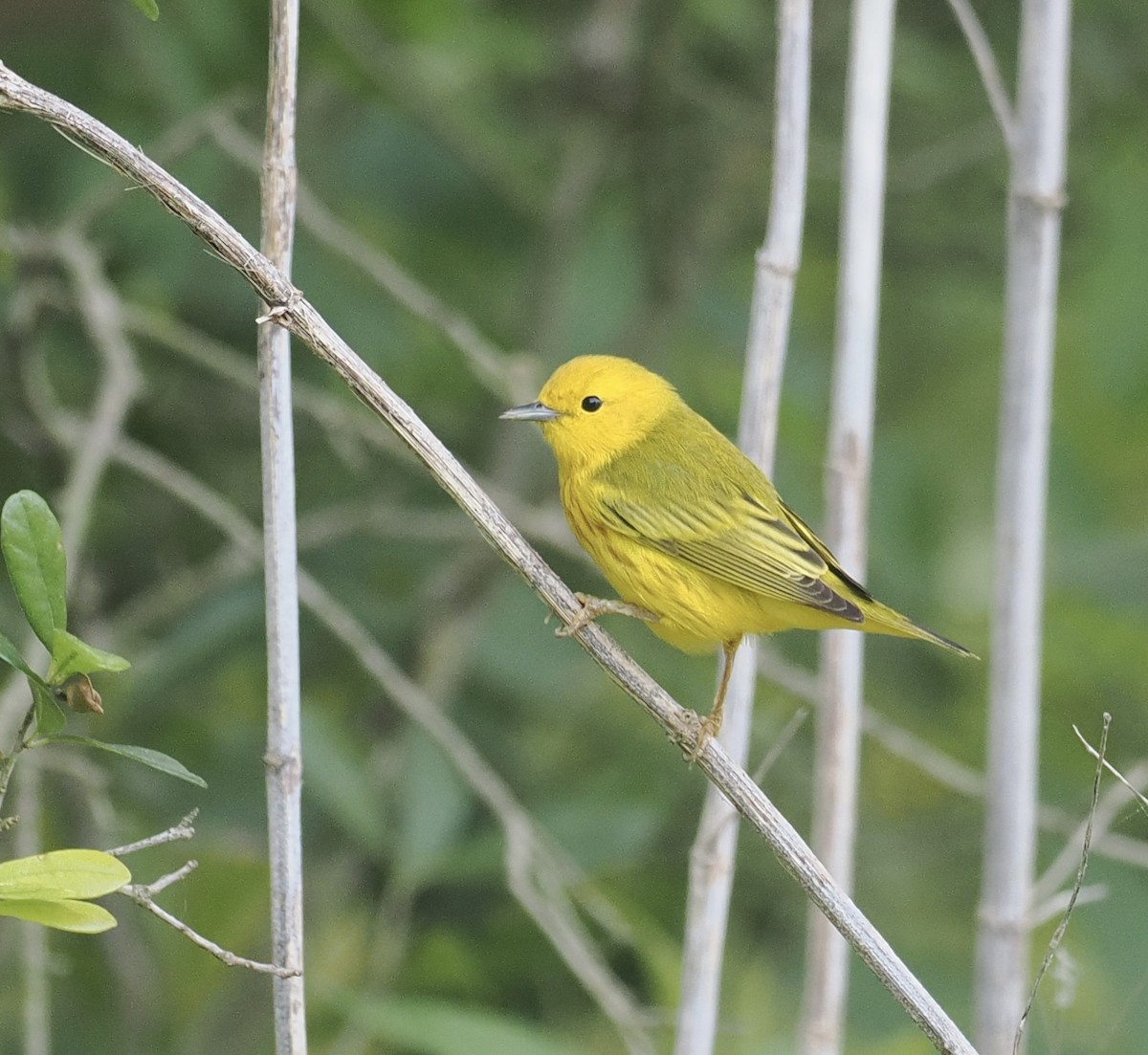Yellow Warbler - Bob Foehring