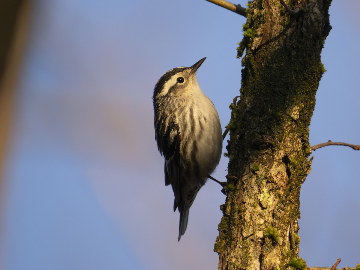 Black-and-white Warbler - ML618682619