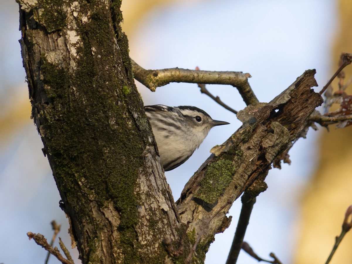 Black-and-white Warbler - ML618682620