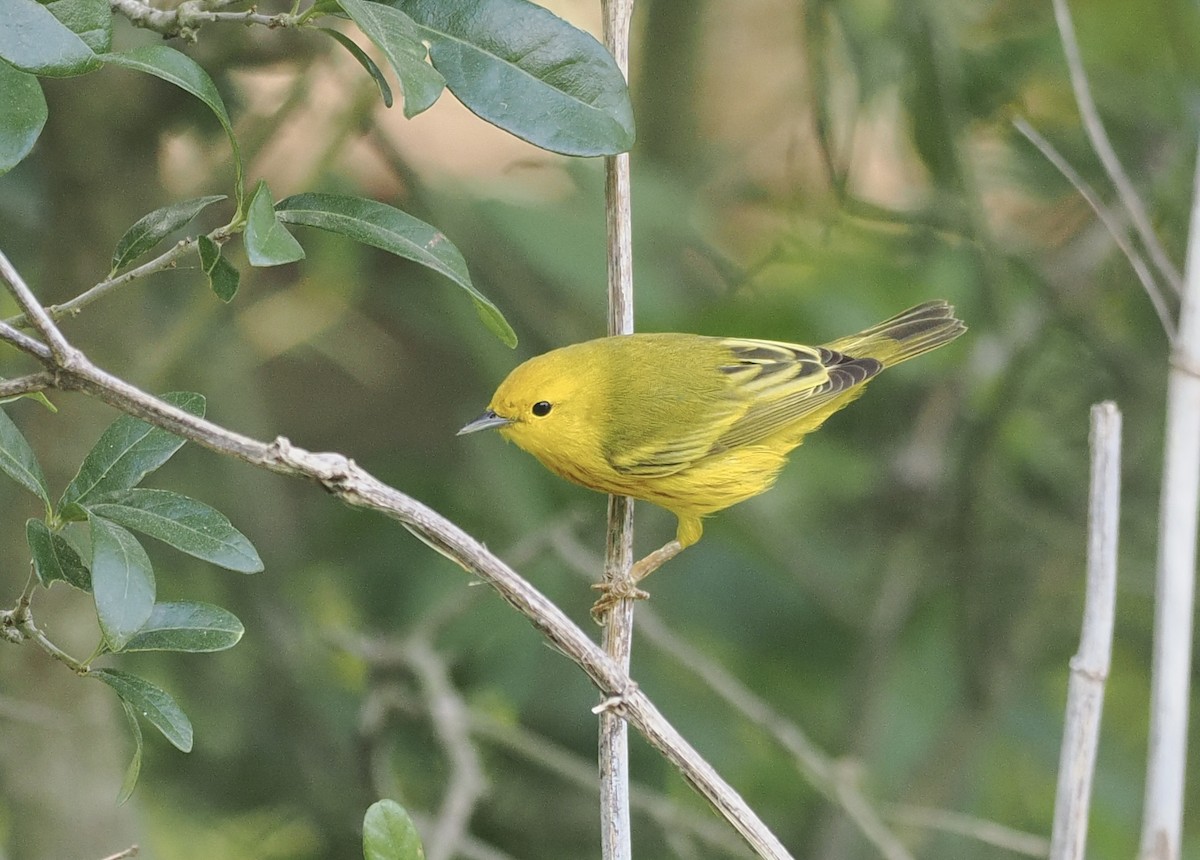 Yellow Warbler - Bob Foehring