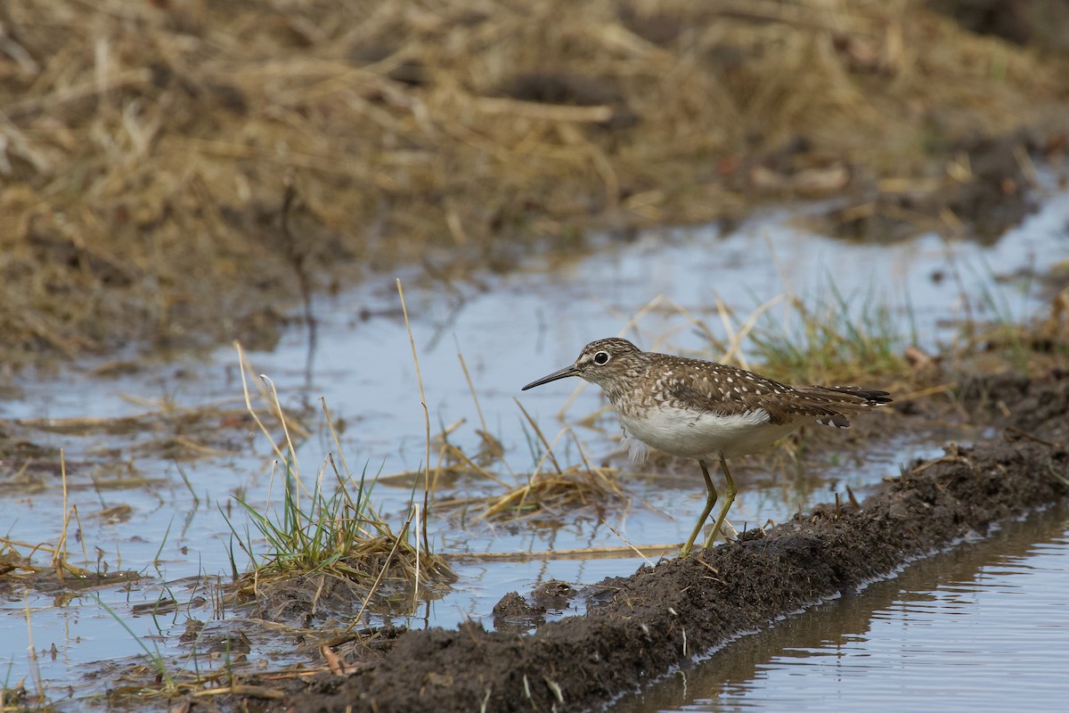 Solitary Sandpiper - Yvan Sarlieve