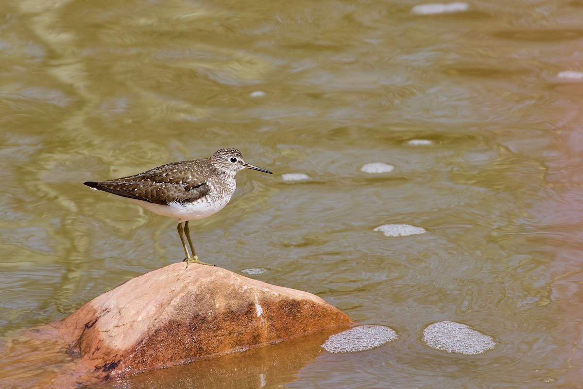 Solitary Sandpiper - Yvan Sarlieve