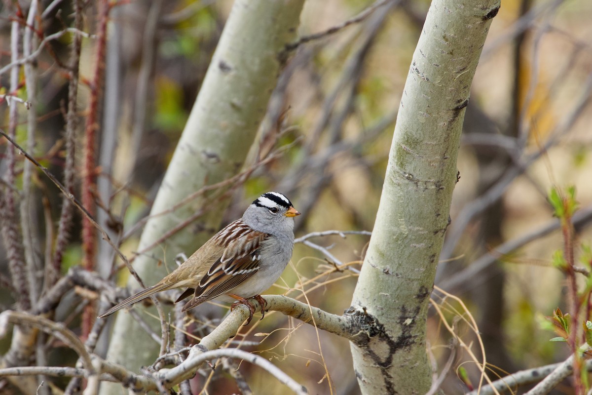 White-crowned Sparrow - Yvan Sarlieve