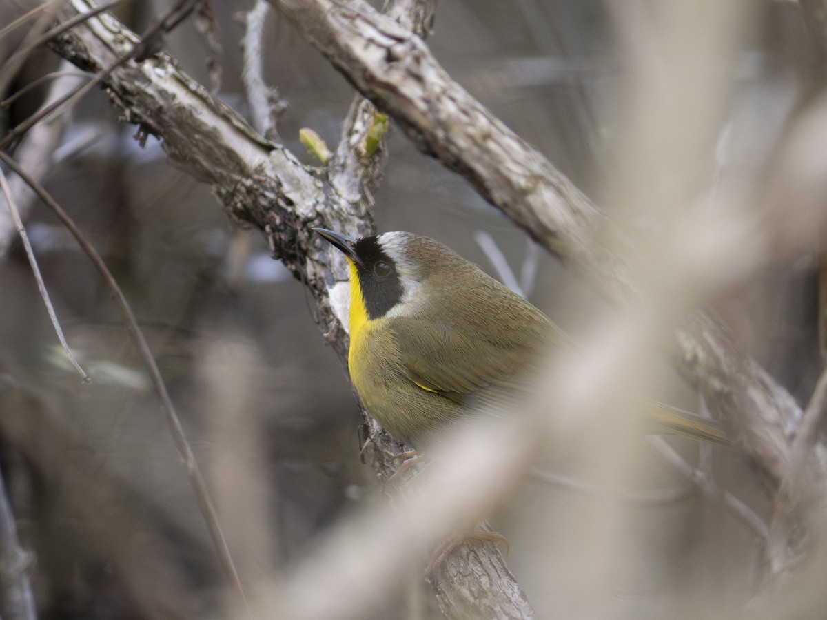 Common Yellowthroat - ML618682705