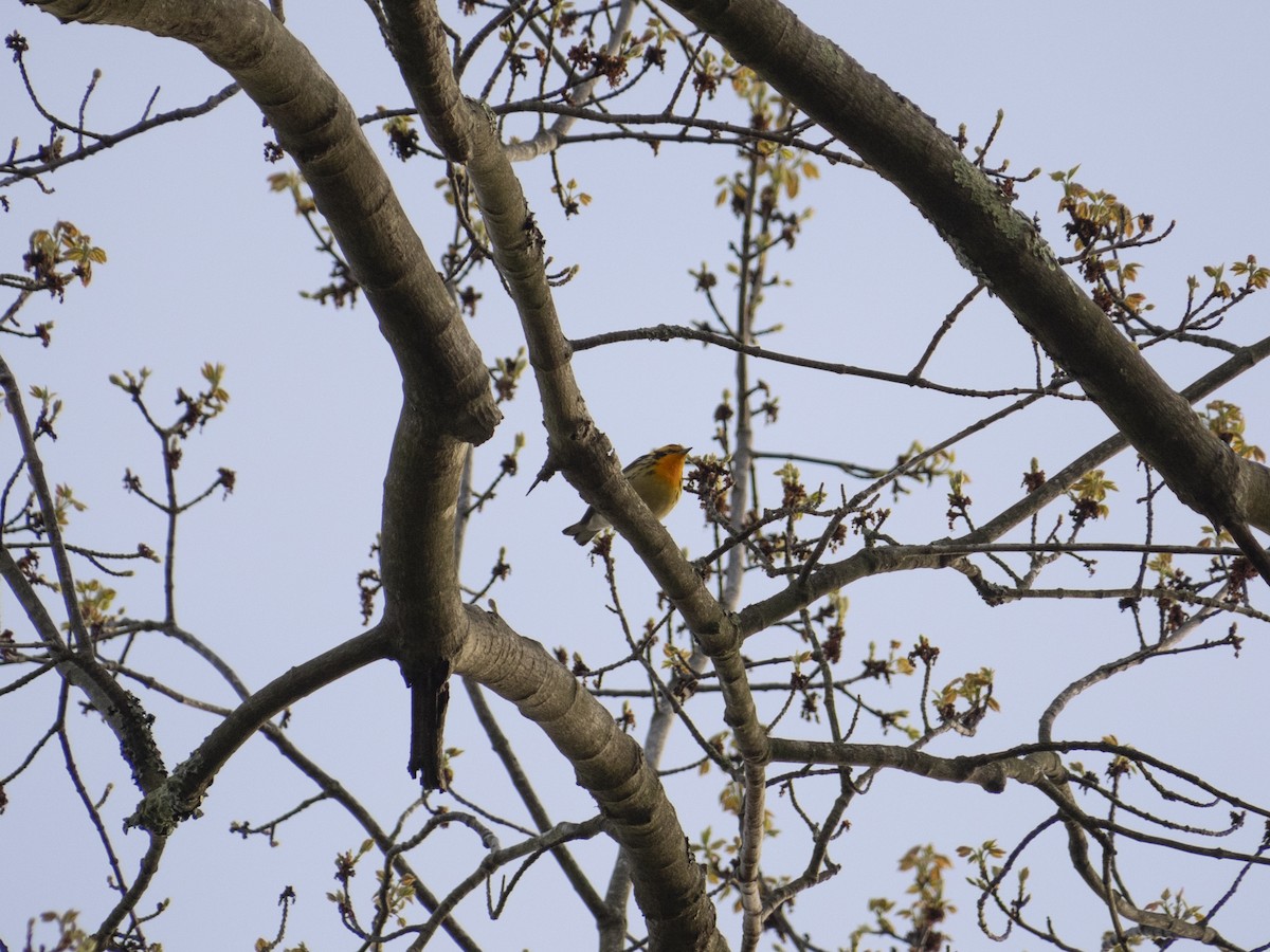 Blackburnian Warbler - ML618682728