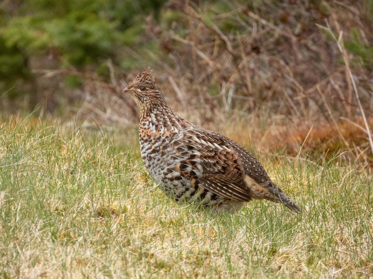 Ruffed Grouse - ML618682734