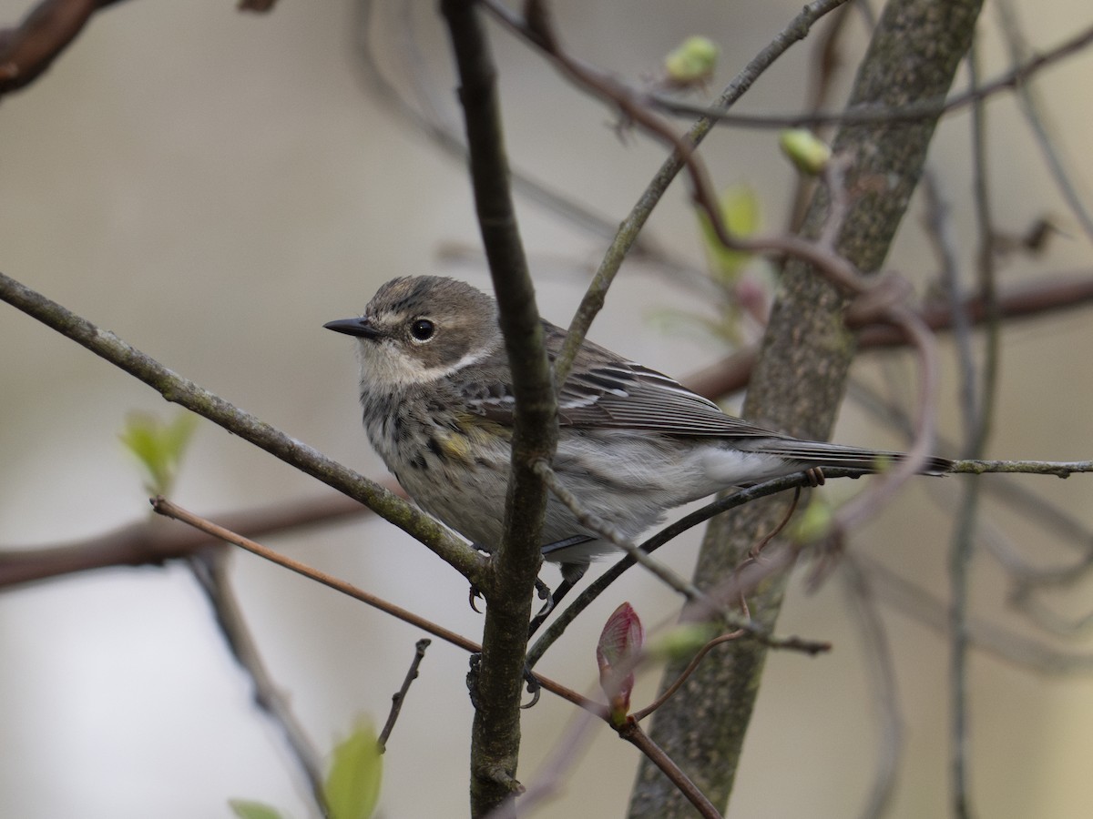 Yellow-rumped Warbler - ML618682762