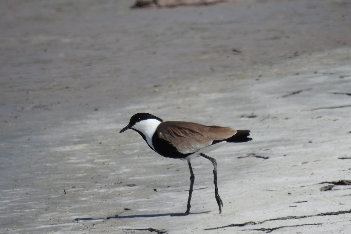 Spur-winged Lapwing - ML618682799