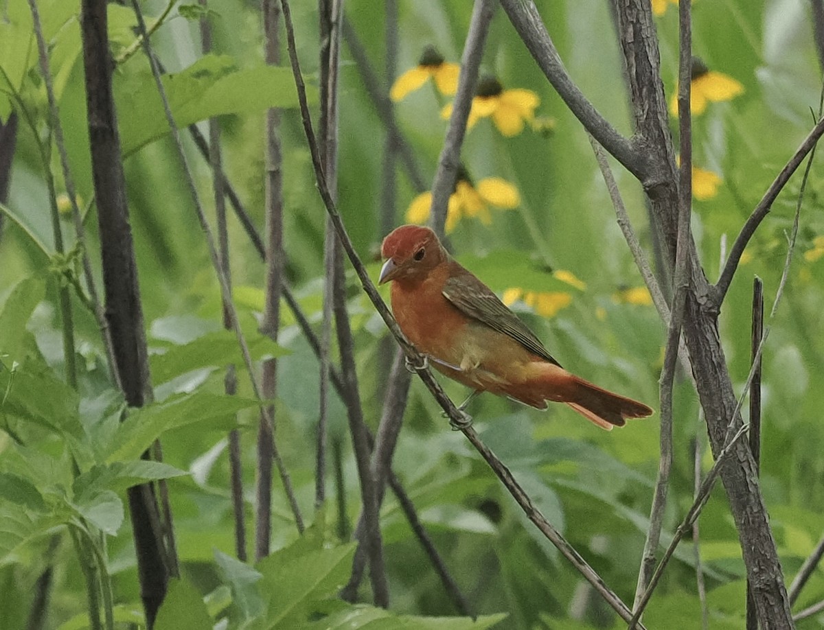 Summer Tanager - Bob Foehring