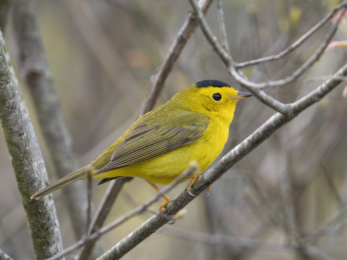 Wilson's Warbler - ML618682807