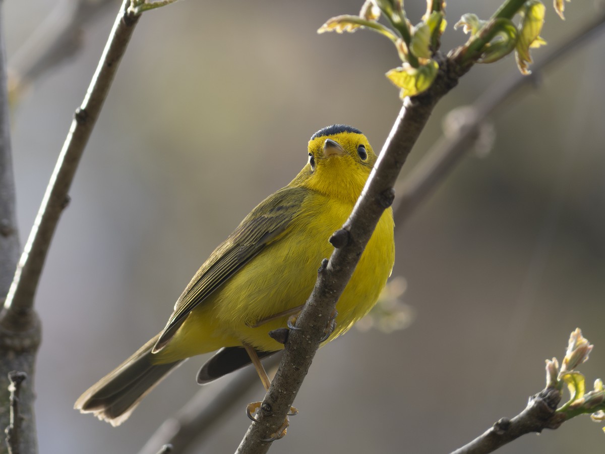 Wilson's Warbler - ML618682808