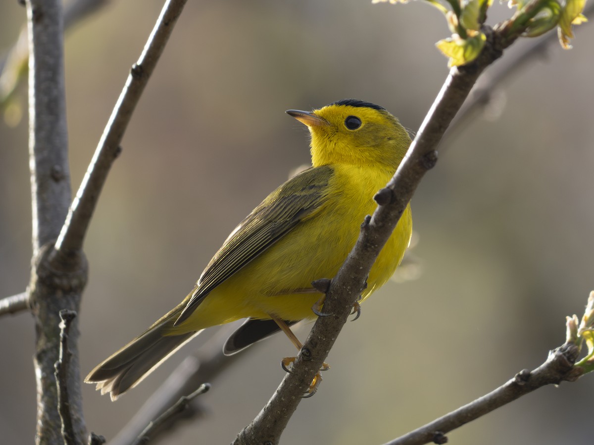 Wilson's Warbler - ML618682809