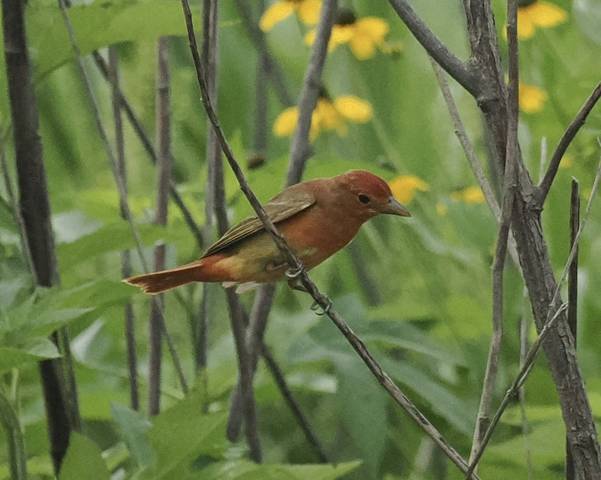 Summer Tanager - ML618682813