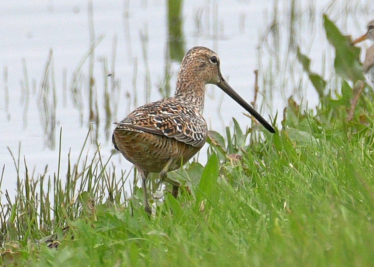 Long-billed Dowitcher - Janet Smigielski