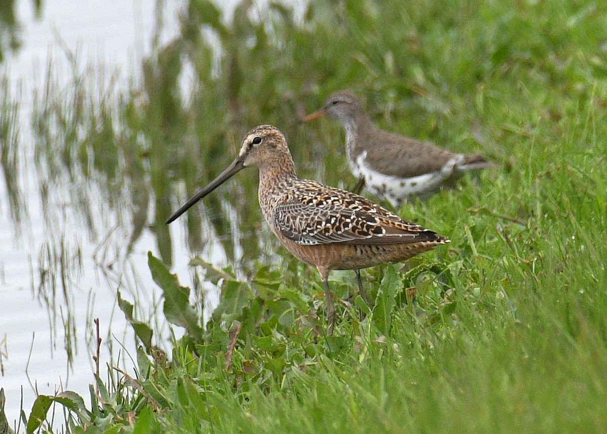 Long-billed Dowitcher - Janet Smigielski