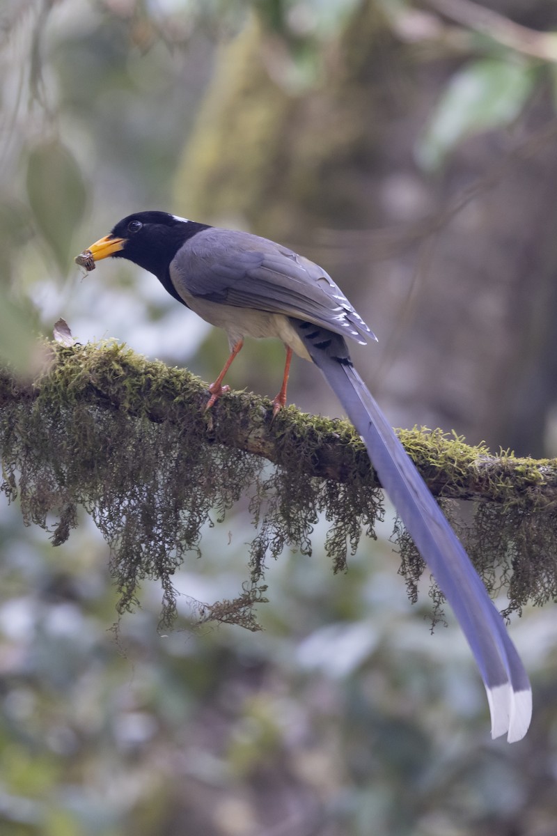 Yellow-billed Blue-Magpie - Robert Lewis