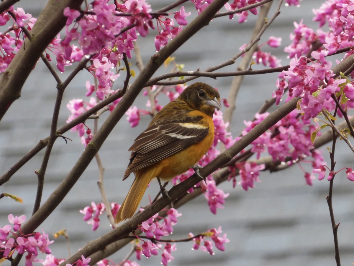 Baltimore Oriole - Deb Caron