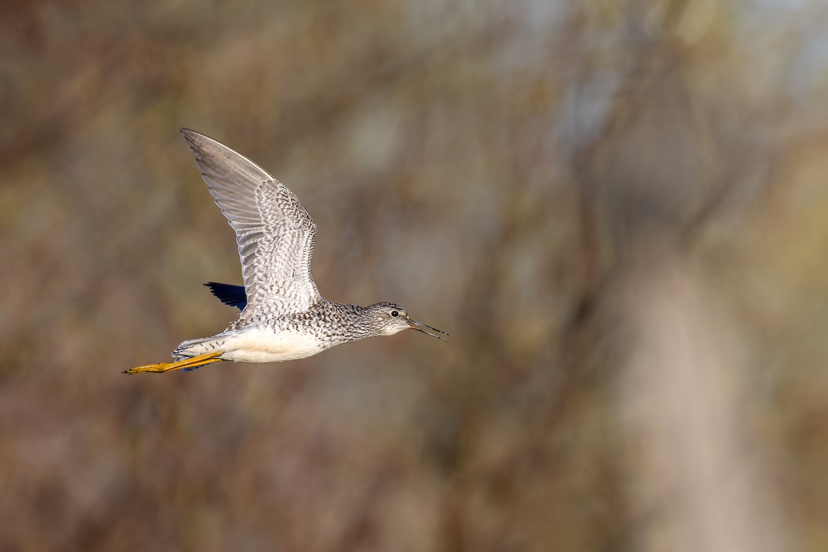 Lesser Yellowlegs - ML618682879