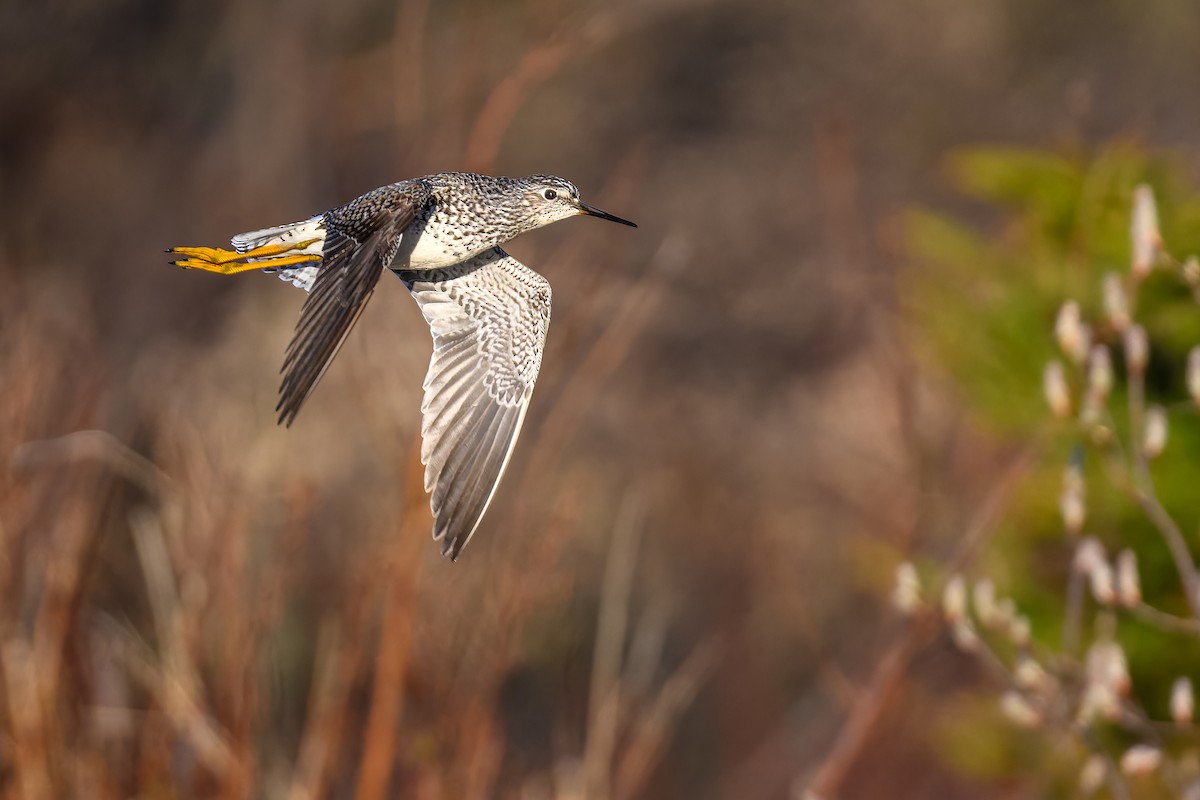 Lesser Yellowlegs - ML618682882