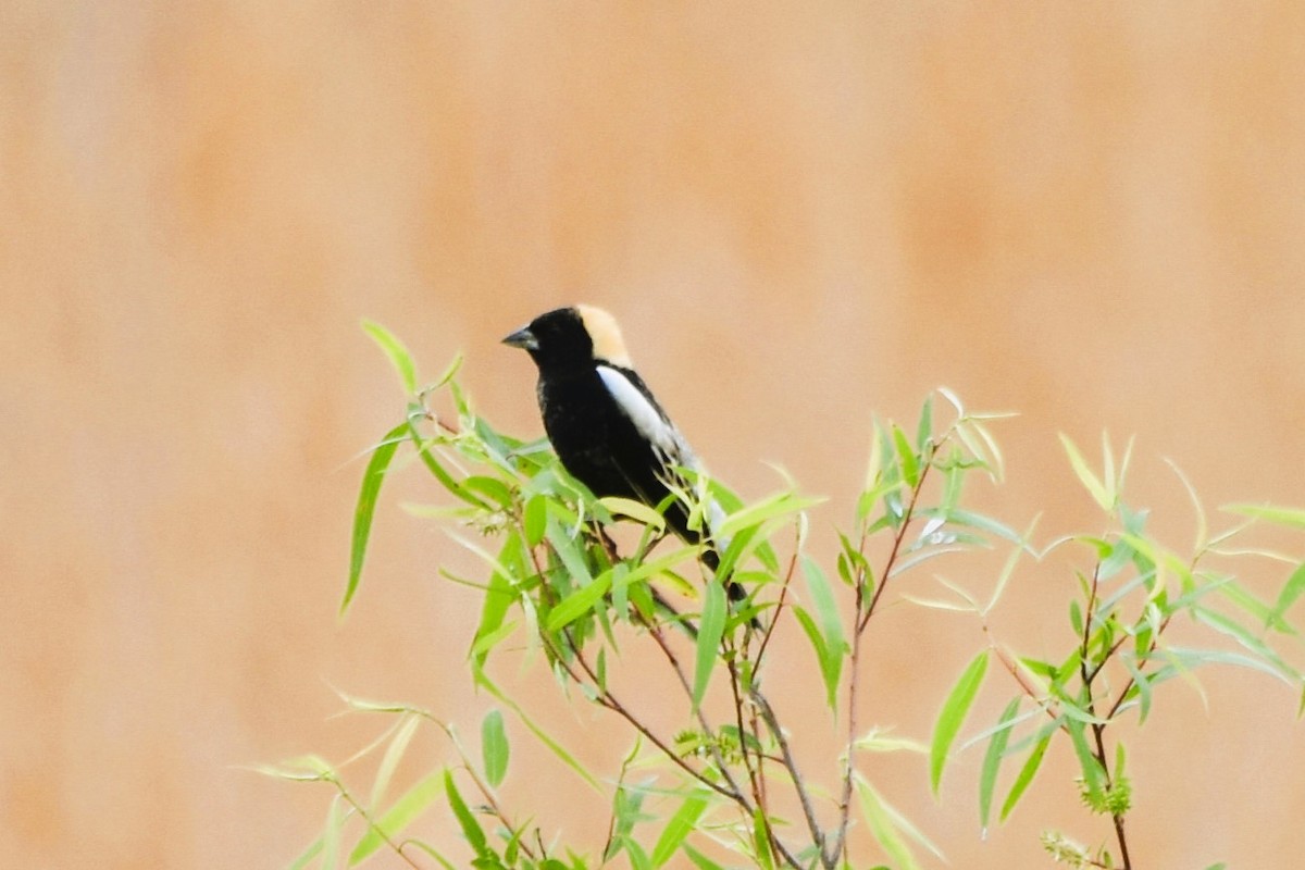 Bobolink - Mark Greene