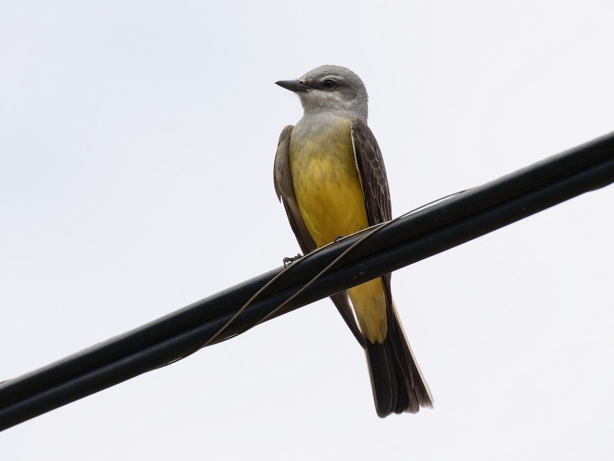 Western Kingbird - ML618682949