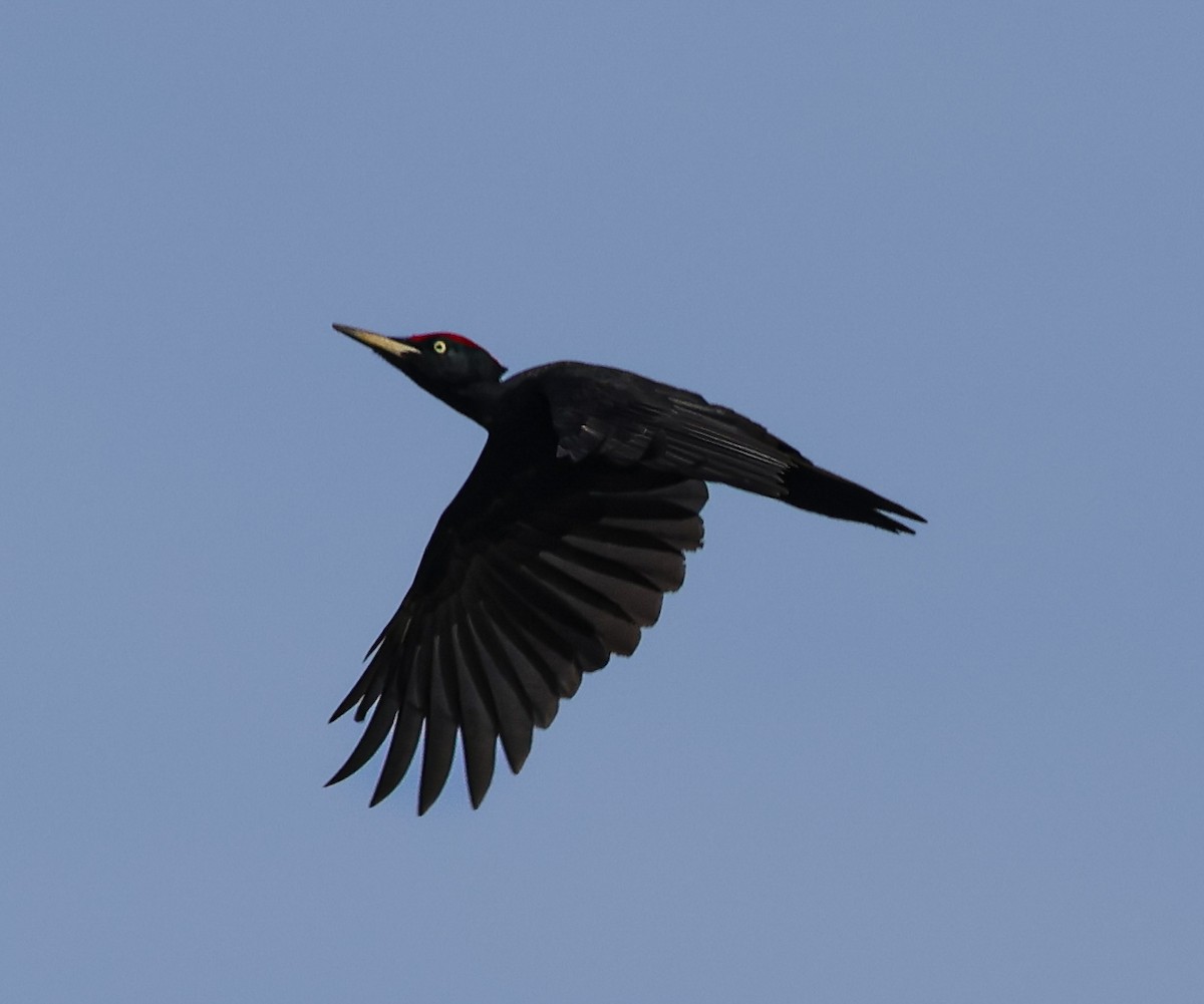 eBird Checklist - 16 Oct 2023 - Valkenhorst--Visvijvers - 33 species