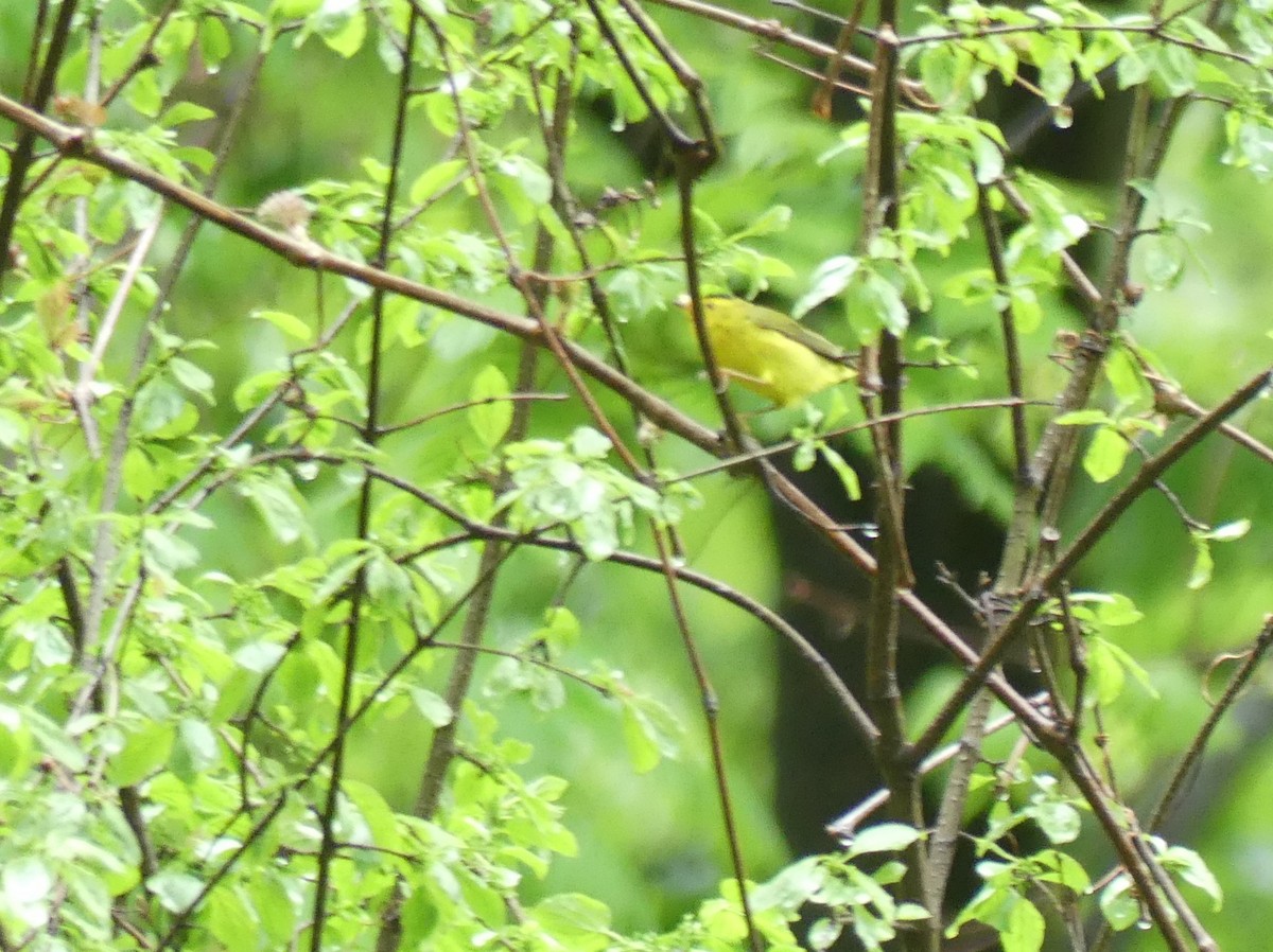 Wilson's Warbler - ML618682960