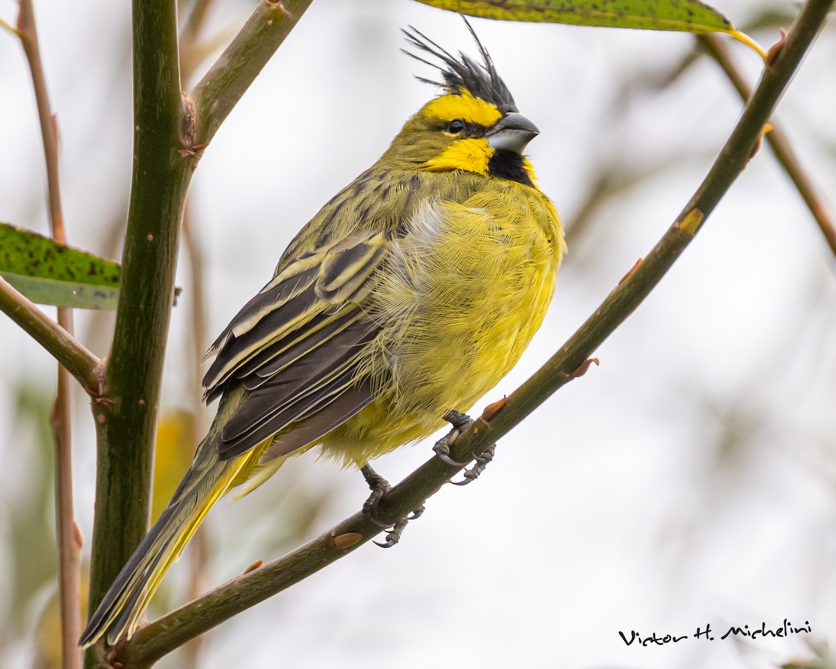 Yellow Cardinal - Victor Hugo Michelini