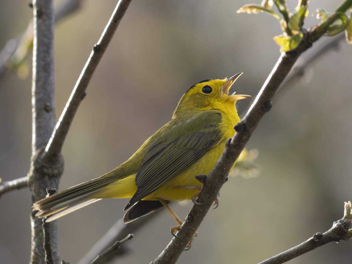 Wilson's Warbler - ML618683032