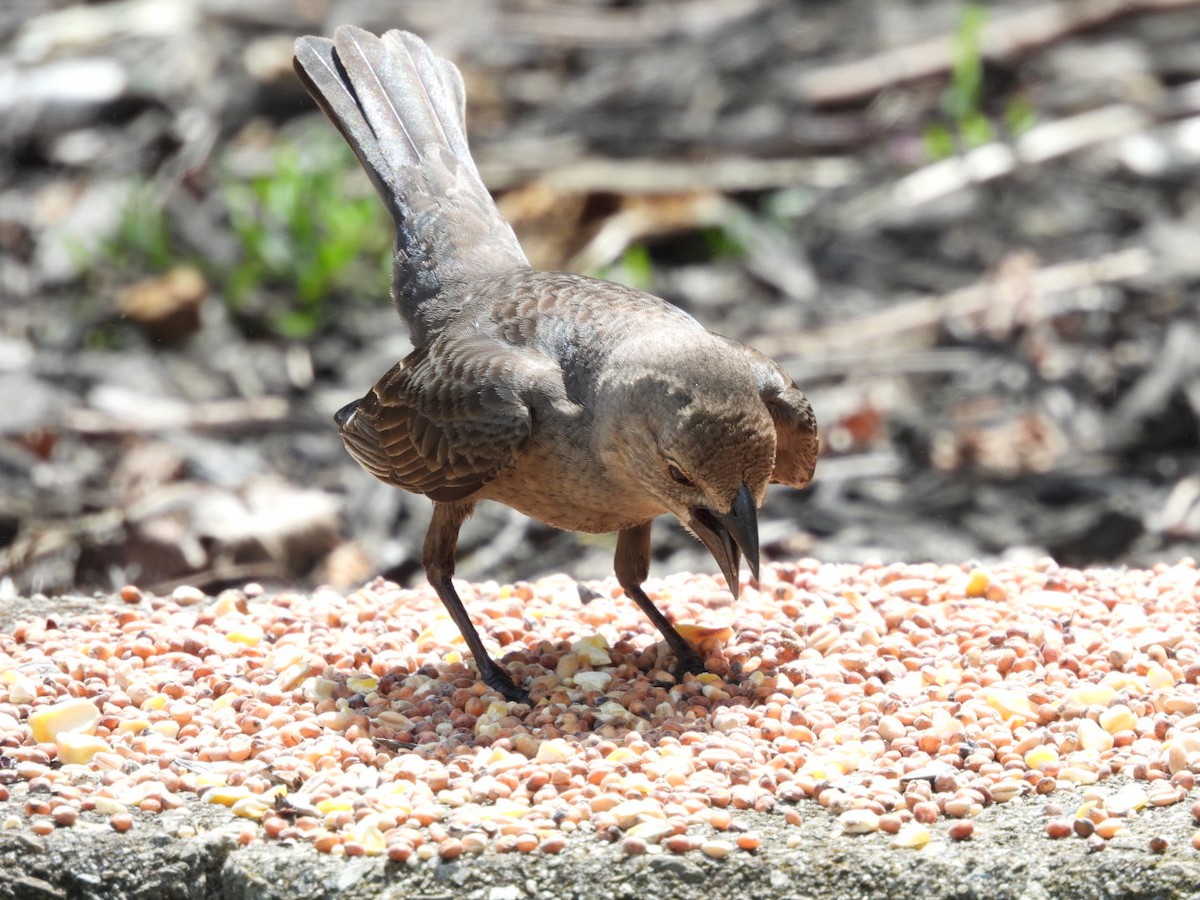 Brown-headed Cowbird - Donna Ortuso