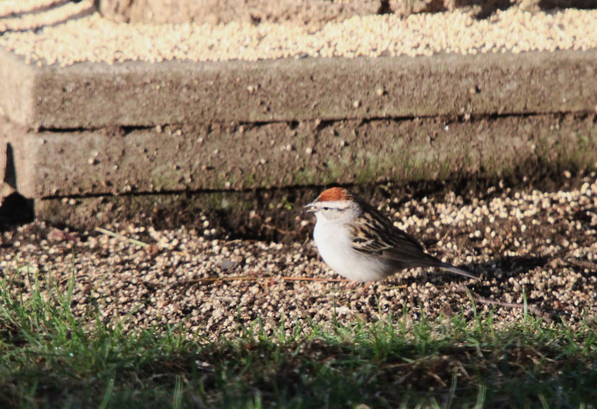 Chipping Sparrow - ML618683090