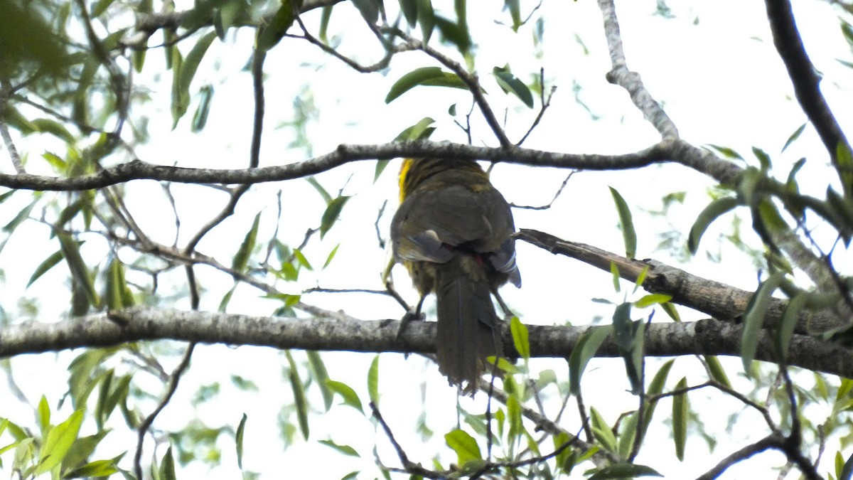 Saffron Toucanet - ML618683098